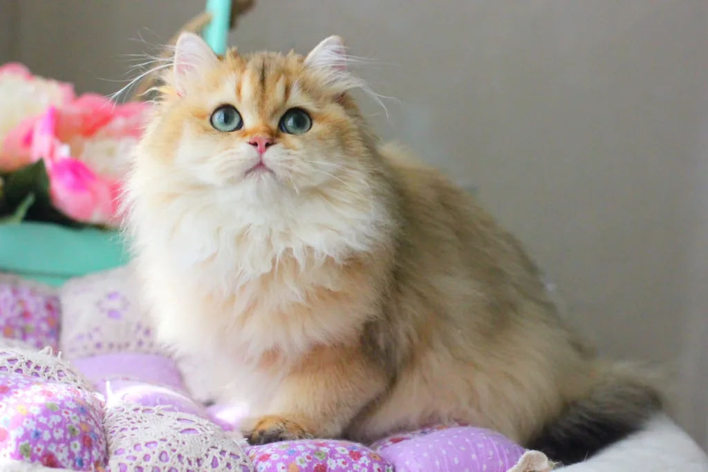 Kaira, British Longhair kitten for sale in Toronto