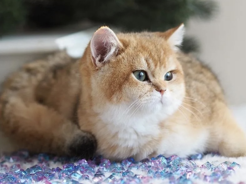 Golden british shorthair