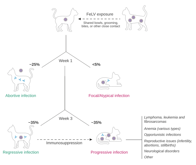 Outcomes_of_infection_with_Feline_Leukemia_Virus_FeLV_diagram.svg