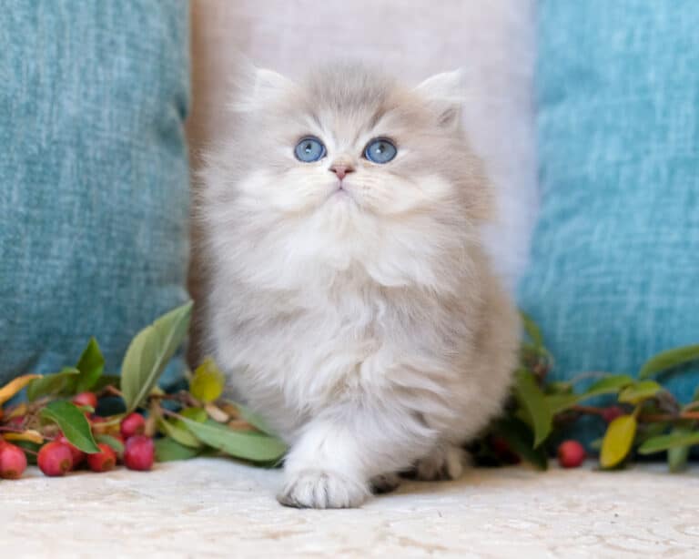 Golden British Shorthair cat
