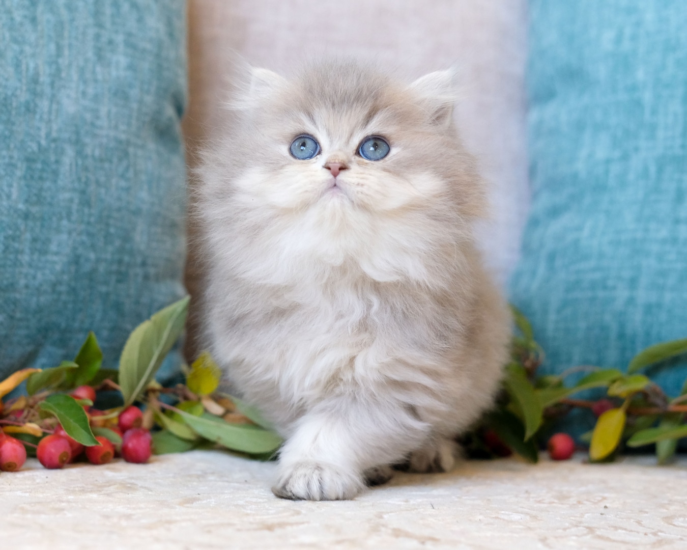 Golden British Shorthair cat