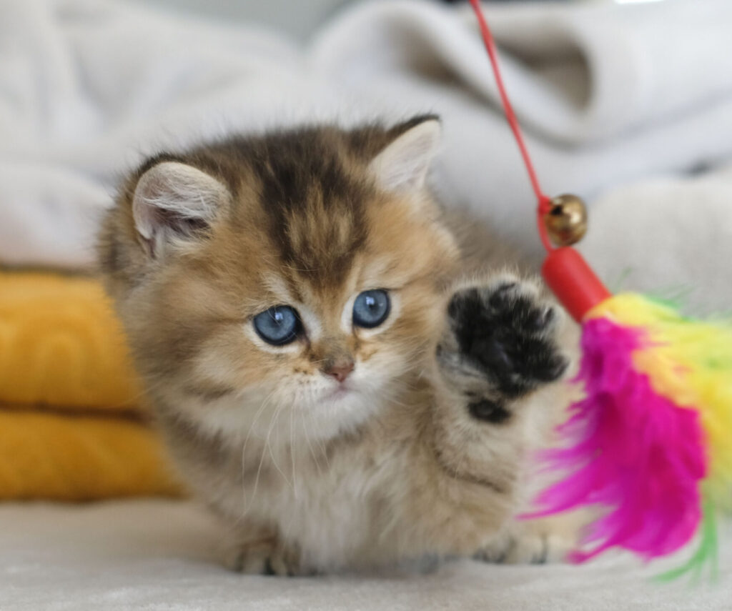 British Shorthair Dark Golden Ny11-25