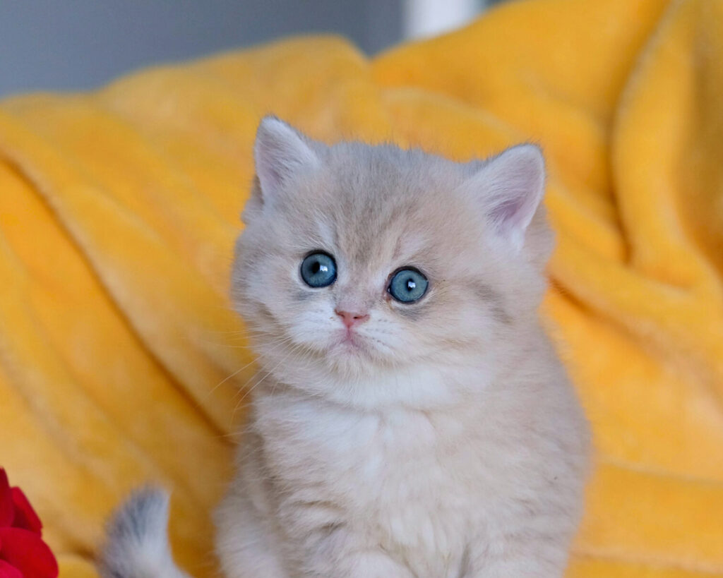 _DSF4455-556-20251117154358