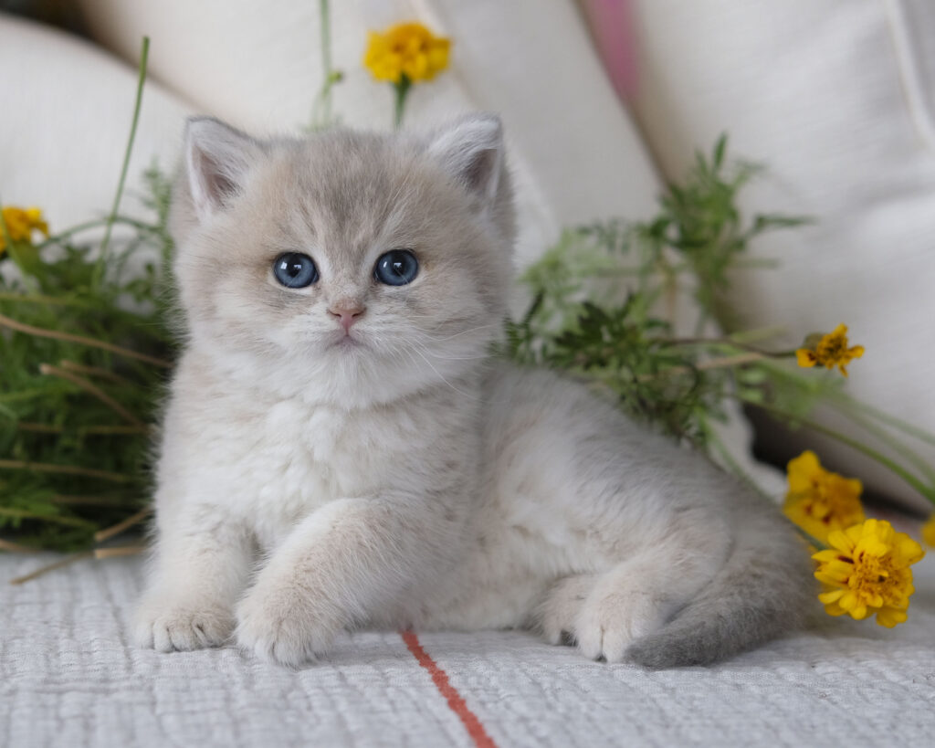 09d2584306565331ab2af4486e494ff16d47