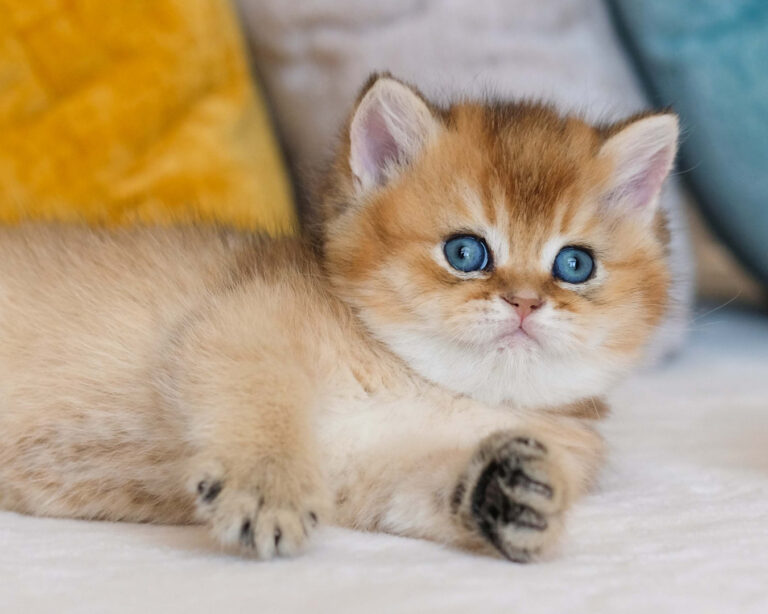 Golden British Shorthair kitten