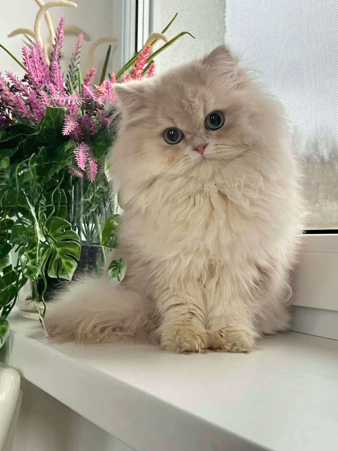 Golden Charm Cattery Lilac Golden Shaded Cy11
