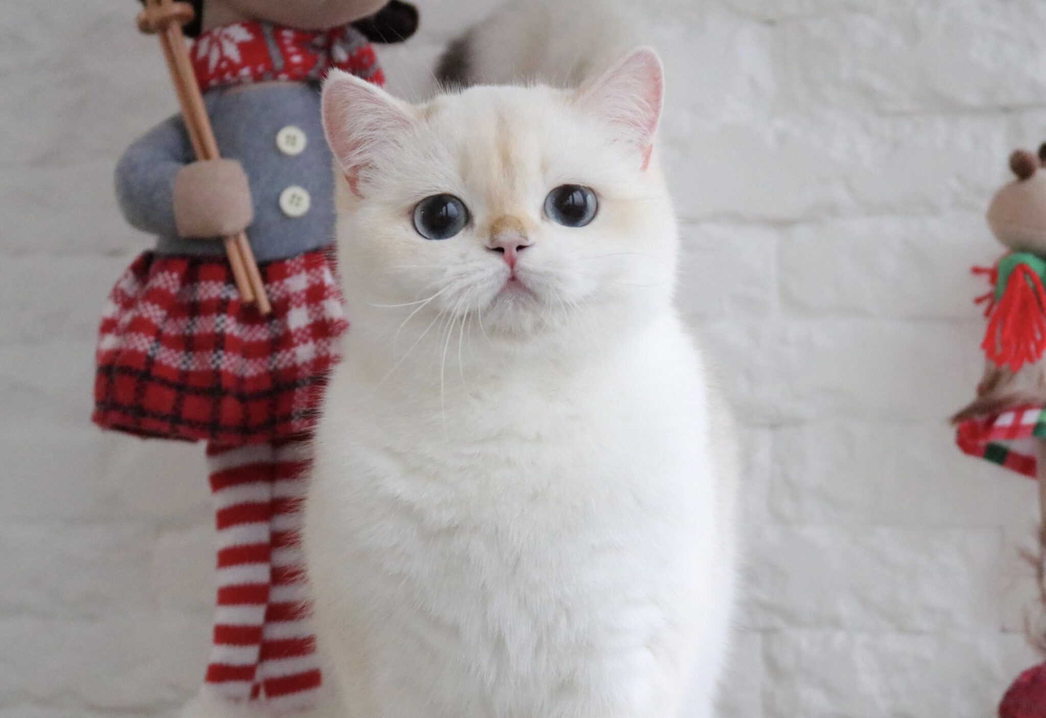 Golden Charm Cattery Seal Golden Shaded Point Ny1133