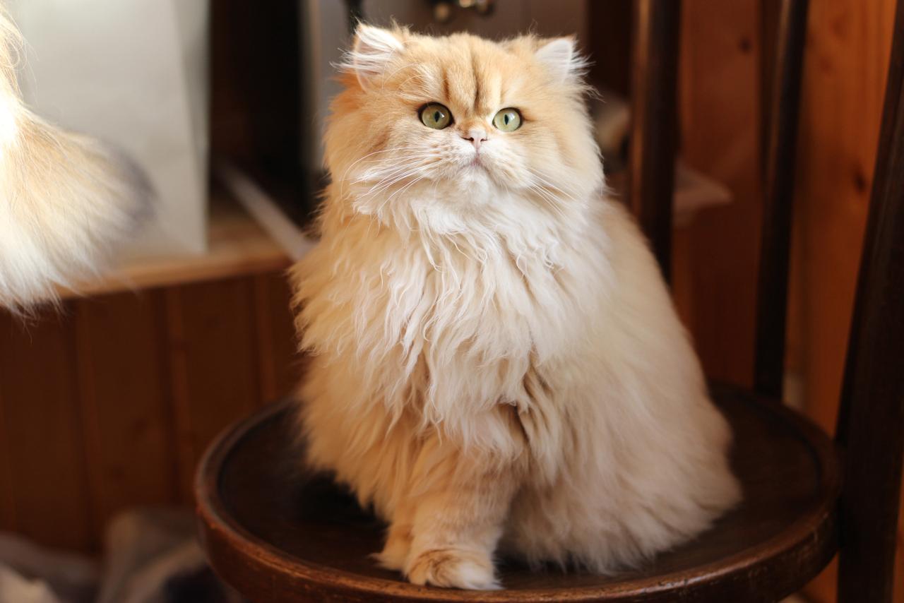 Golden Charm Cattery Black Golden Chinchilla Ny12