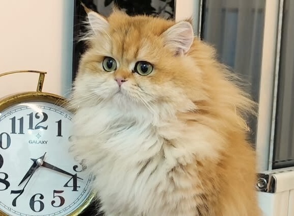 Golden British Longhair