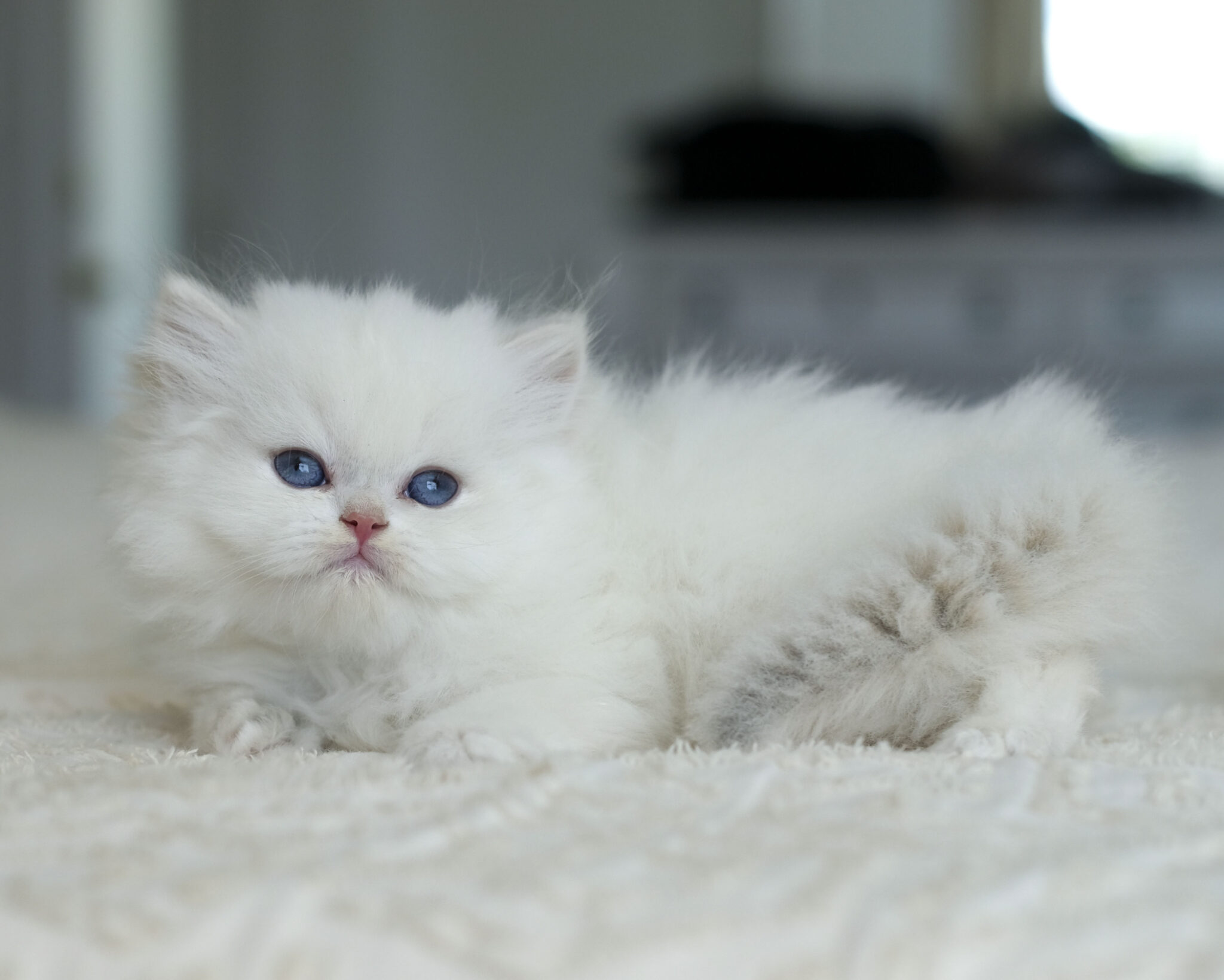 Snowball
