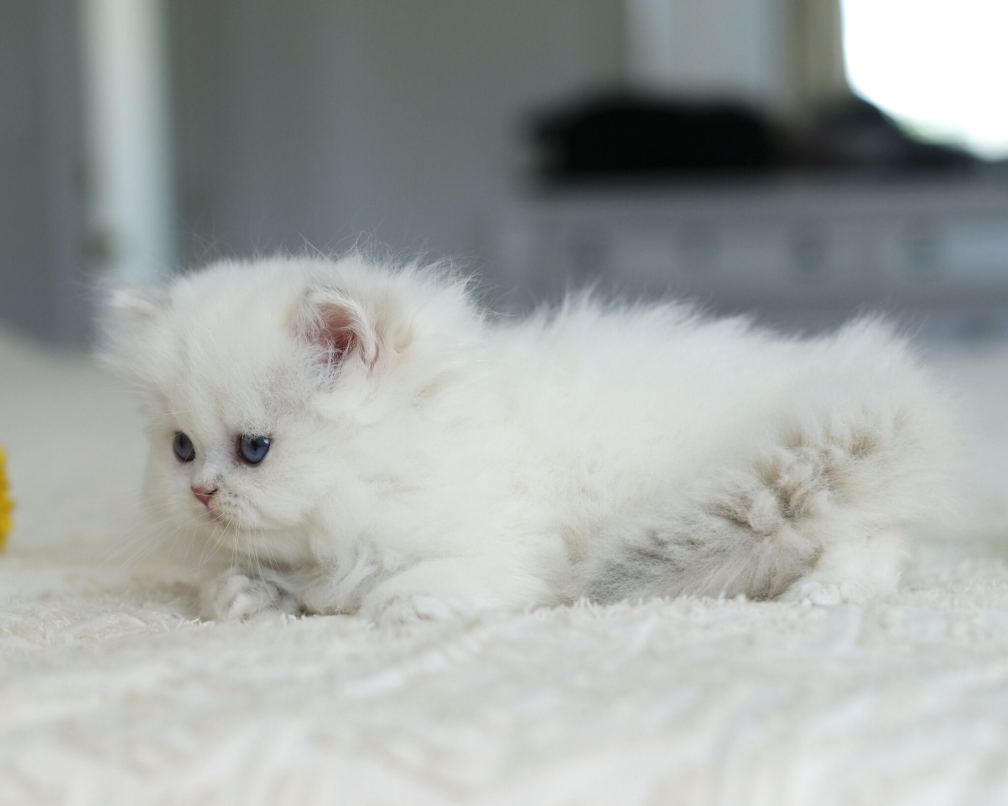 Snowball