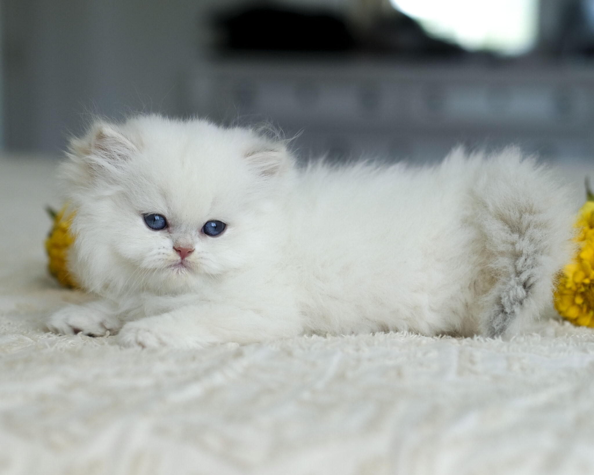 Snowball
