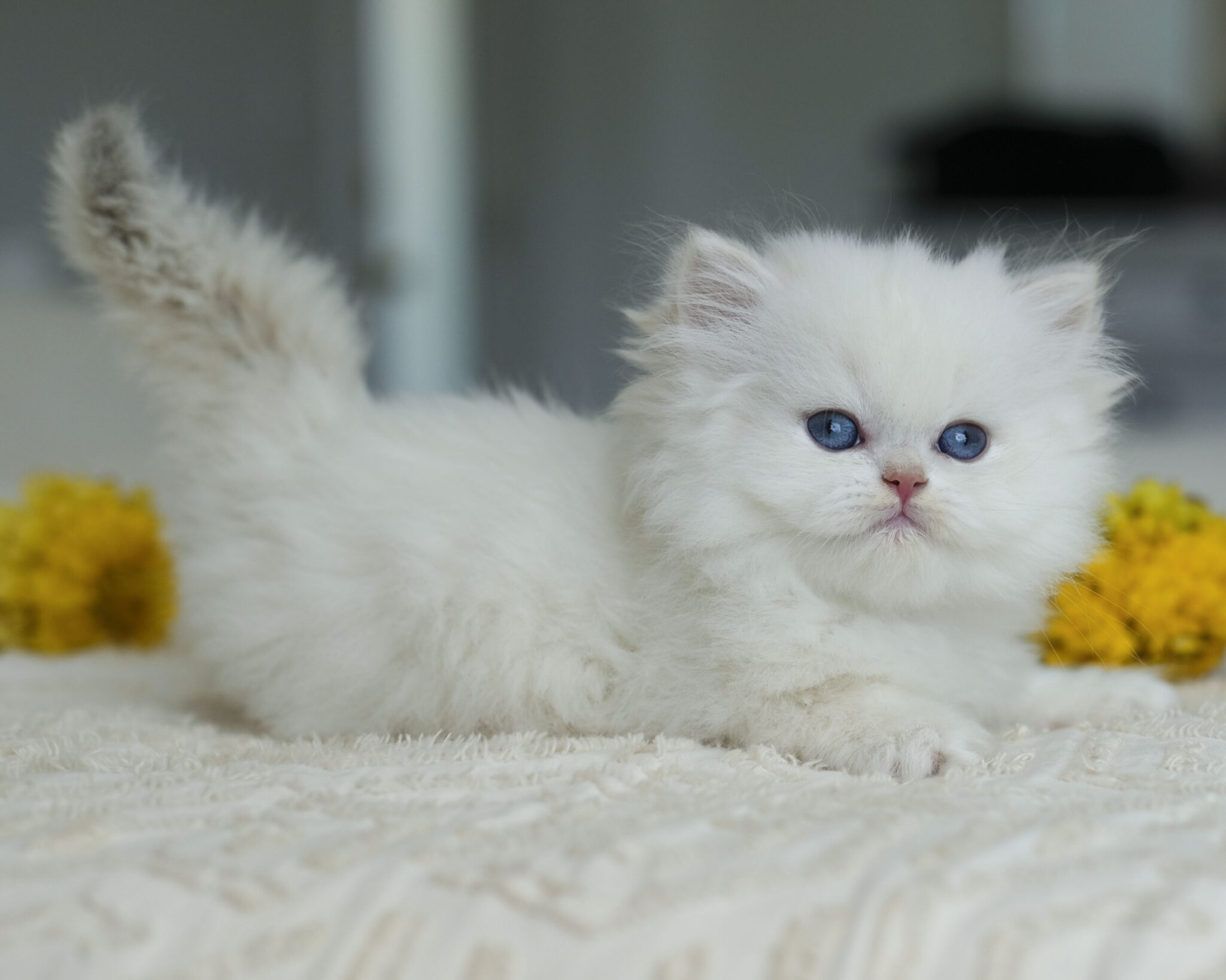 Snowball