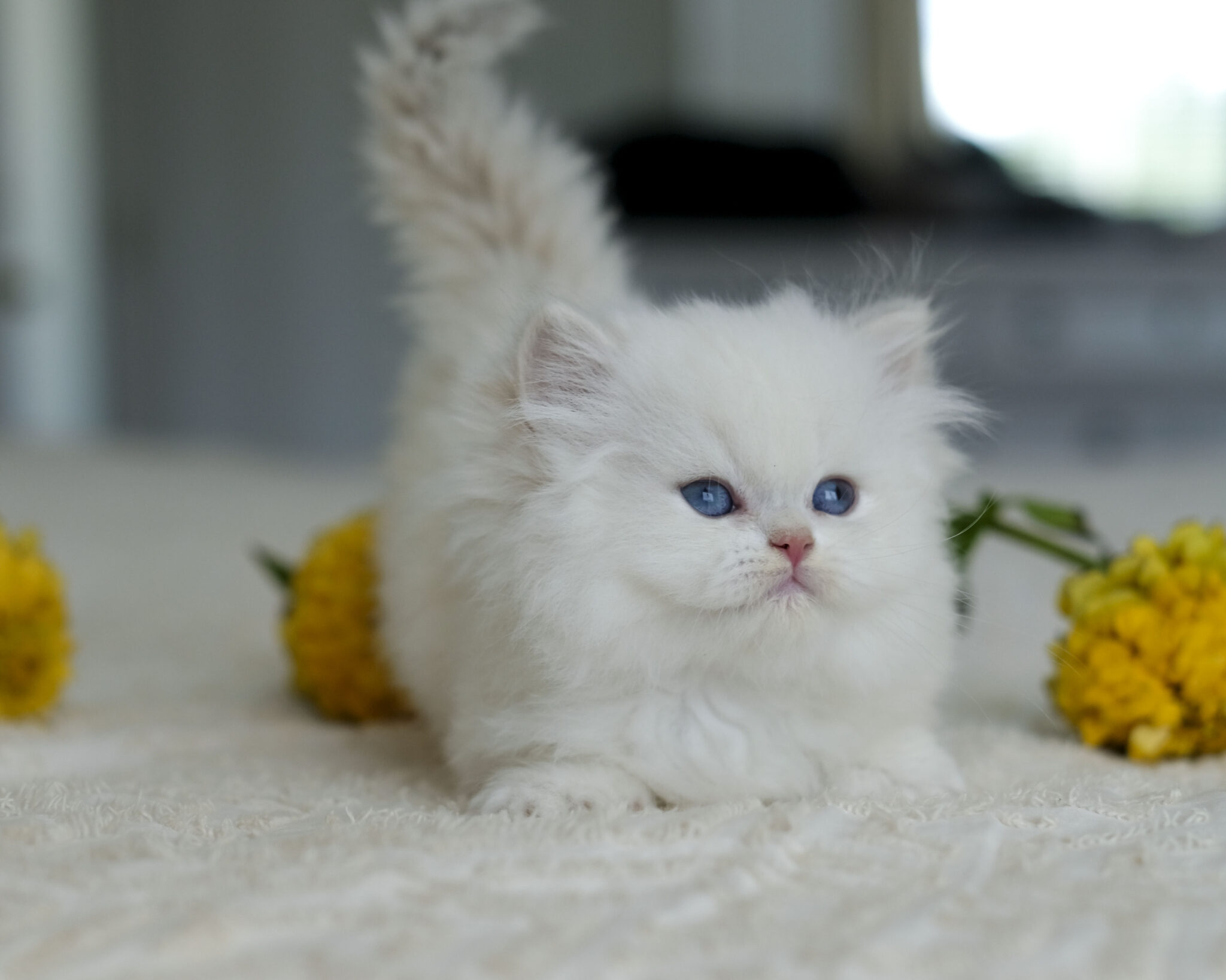 Snowball