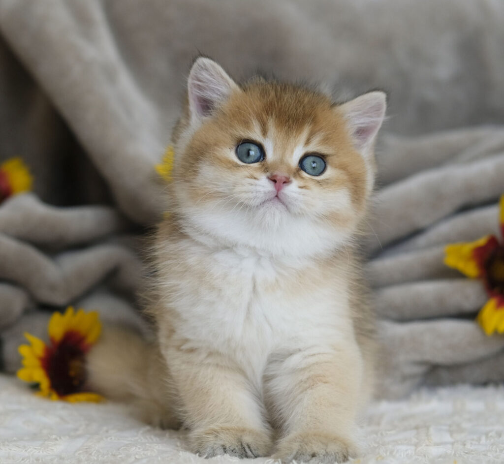 How to Choose a Reputable British Shorthair Breeder in Ontario
