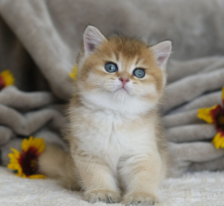 How to Choose a Reputable British Shorthair Breeder in Ontario