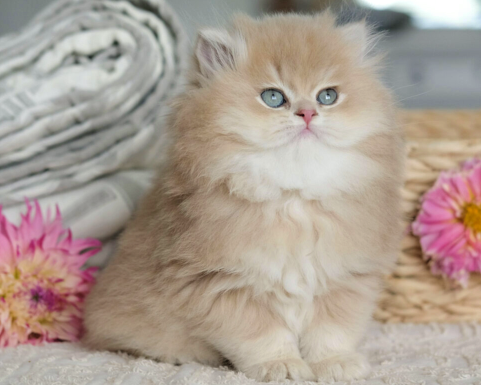 <b>British Longhair Lilac Cy</b>