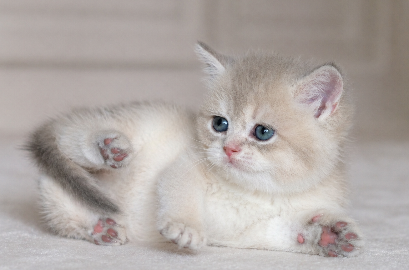 xzcXC