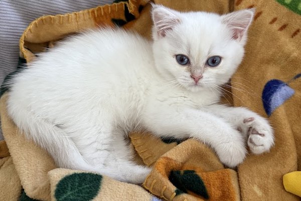Monica K kitten