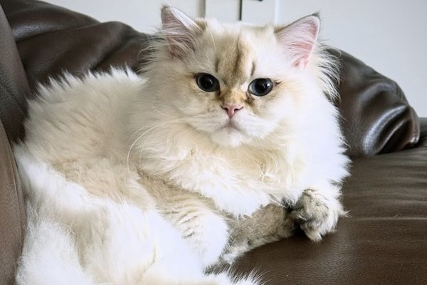Adrianna Arkilander kitten