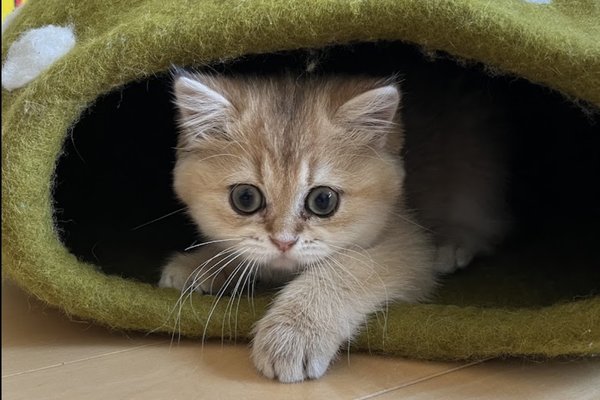Meisha Khedmatgozar kitten