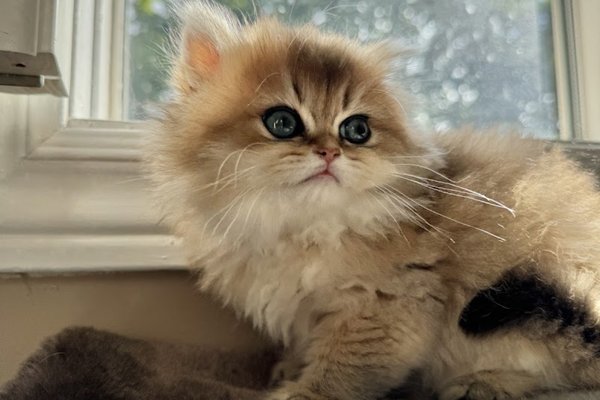 Bilquis Mohiuddin kitten