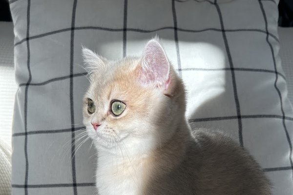 Nicole DiCarlo kitten