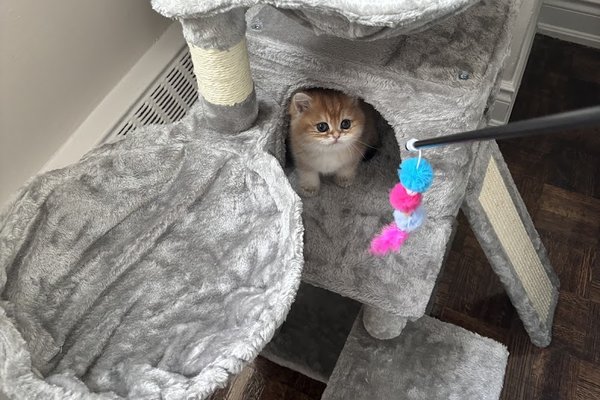 Neha Malhotra kitten