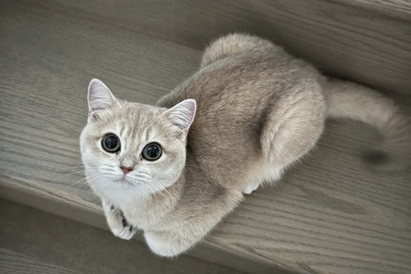 Pamela A kitten