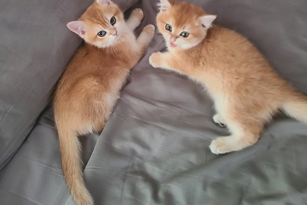 kathy swan kitten