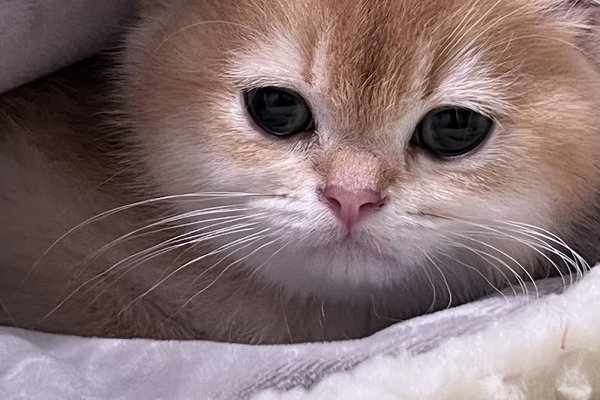 Nj Garalde kitten