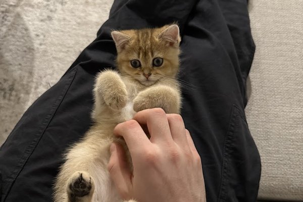 Shawn Cound kitten