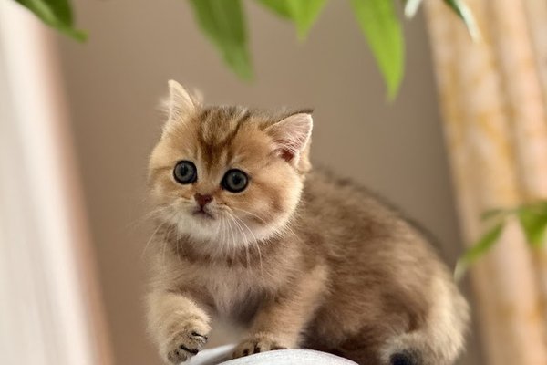Alex Tok kitten